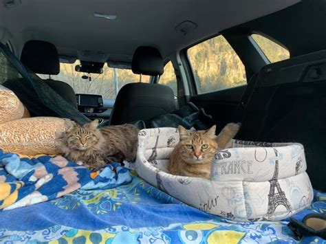 moving with cats in car.